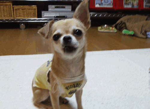 c0019050_225783.gif