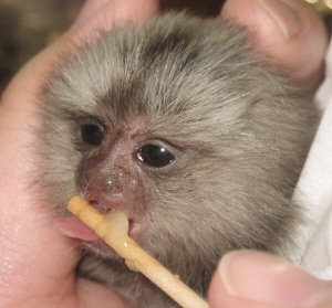 預かり期間中 そして家族になった今 コモン マーモセット 手のひらサイズのお猿 の成長記録 預かり期間中 そして家族になった今 コモン マーモセット 手のひらサイズのお猿 の成長記録