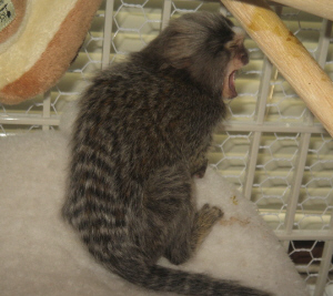 預かり期間中 そして家族になった今 コモン マーモセット 手のひらサイズのお猿 の成長記録 預かり期間中 そして家族になった今 コモン マーモセット 手のひらサイズのお猿 の成長記録