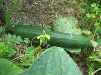 a0086067_10392535.gif
