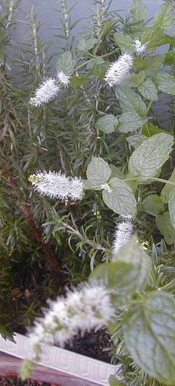 e0126576_9165649.jpg
