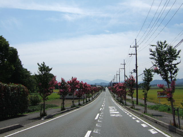 さるすべりの並木に　花咲いて_c0153880_1620212.jpg