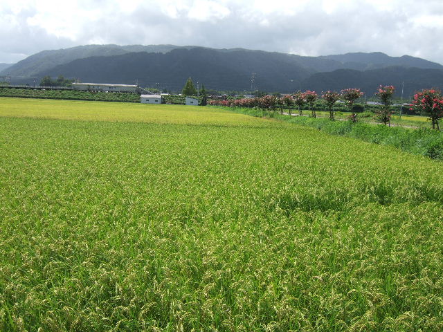 さるすべりの並木に　花咲いて_c0153880_167131.jpg