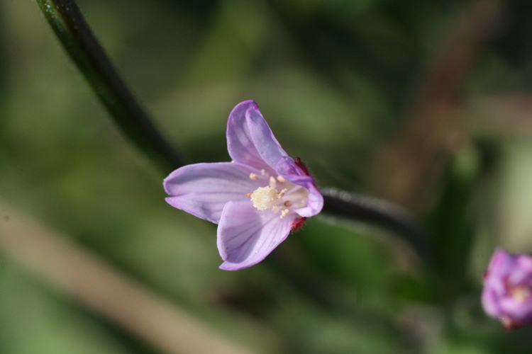 d0082288_54166.jpg