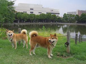 多摩中央公園で夕方のお散歩しました～_e0023790_122694.jpg