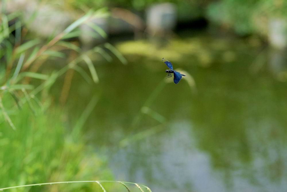 都立水元公園　葛飾区　東京都_a0078397_6321352.jpg