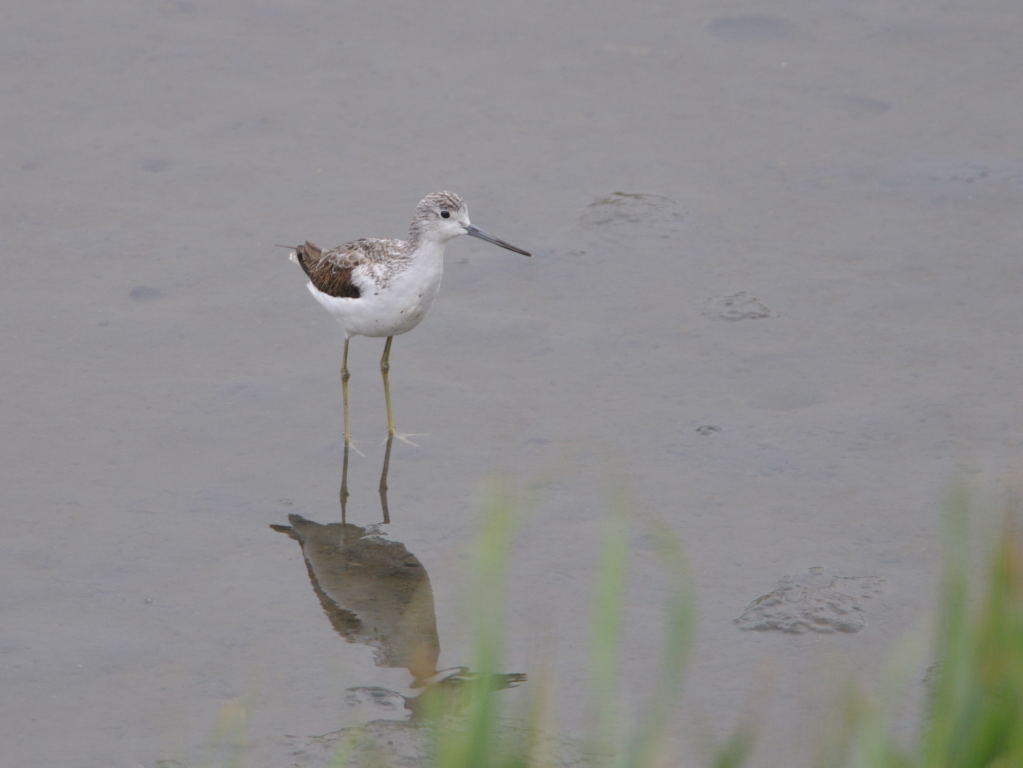 東京港野鳥公園_e0098619_16343825.jpg