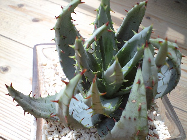 e0123920_04308.jpg