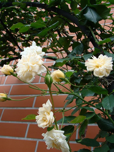 f0170524_14391642.jpg