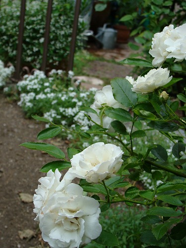 f0170524_14461376.jpg