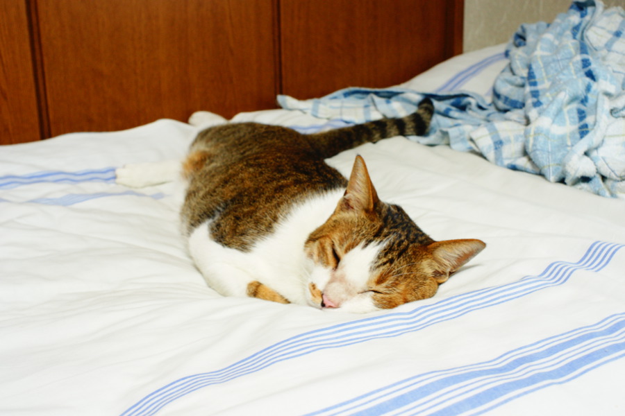Curtagon with α700 (Cleative style: Clear)_b0060239_1795883.jpg