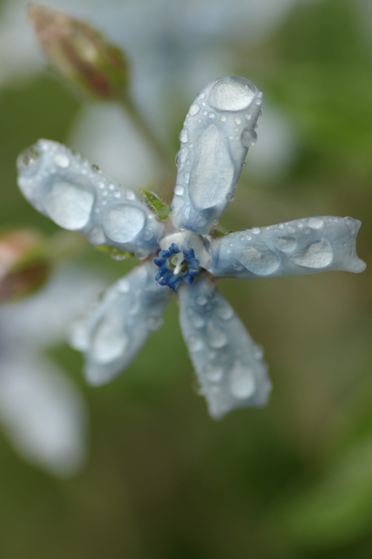 雨に咲く宝石_d0104645_17518.jpg