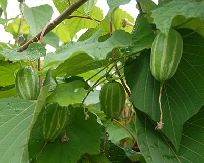 e0035757_22241264.jpg