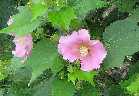 芙蓉（Hibiscus Mutabilis）_c0076682_18295095.jpg