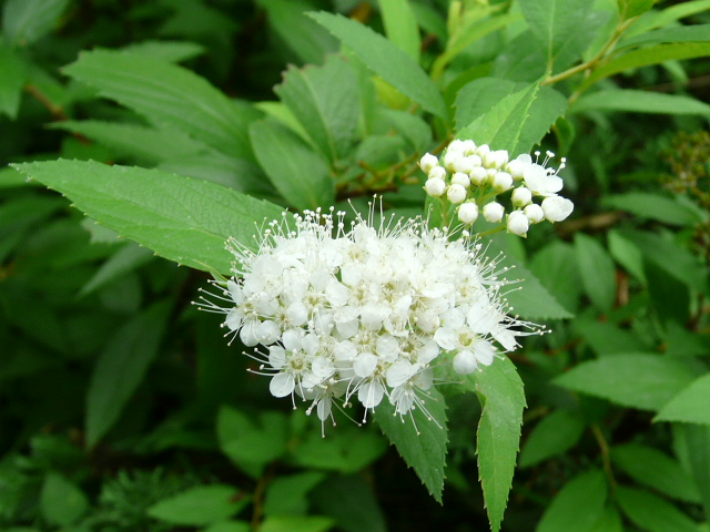 ８月２２日　箱根湿性花園の花　その２_e0145782_1924291.jpg