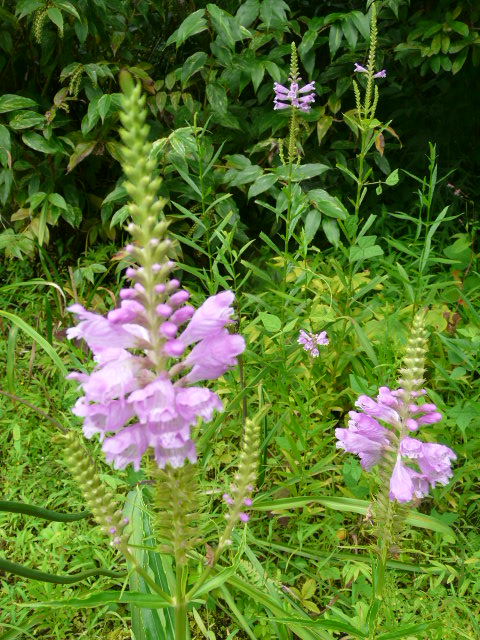 ８月２２日　箱根湿性花園の花　その１_e0145782_19371569.jpg