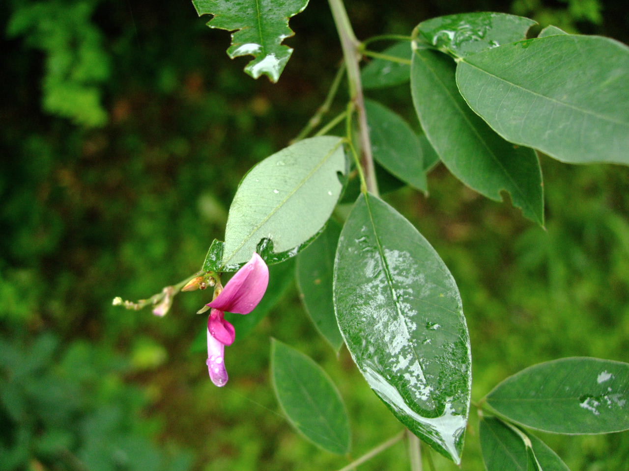 もう秋？東北大学植物園の8月_f0100593_201576.jpg