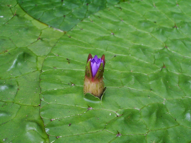 園内の花々＜２＞_e0025300_11452630.jpg