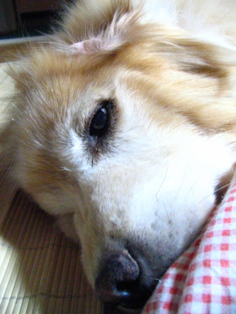 b0118511_14164794.jpg