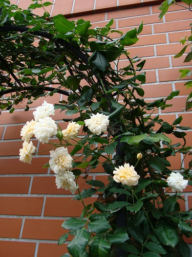 f0170524_1737319.jpg