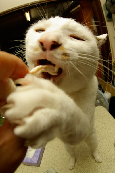 鶏ムネ肉祭り「ぶ」_a0028451_3432913.jpg