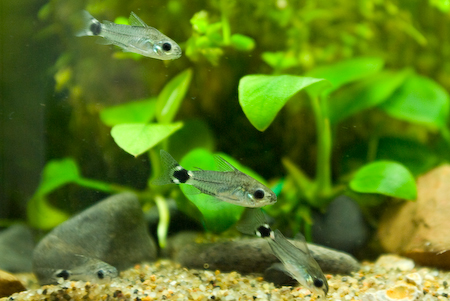 コリドラス ハステータス 水槽をぼけっと眺める