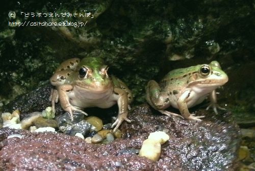 国際カエル年_b0024758_22434451.jpg