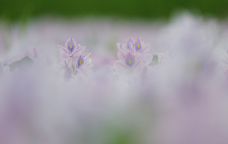 ホテイアオイ_e0071967_19233610.jpg