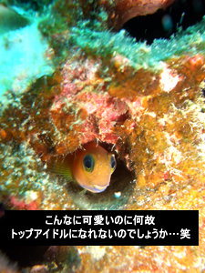 大人の事情とアドバンス講習inラチャヤイ島_f0144385_823912.jpg