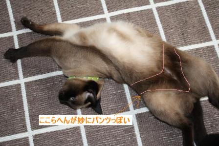 土龍ぐらし