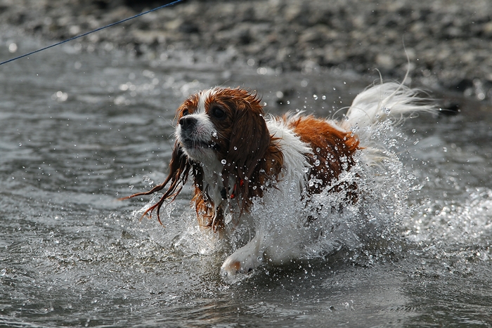 Playing in the Water Part-2 in Lake Sai on 20080802_a0103596_1651688.jpg