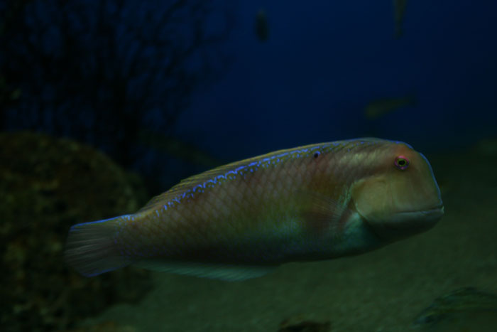テンス : 水族館ふりーく