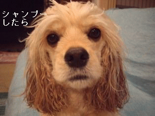 c0128303_0163692.gif