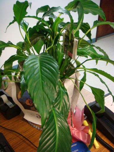 植物_e0101819_5501889.jpg