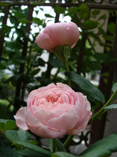 f0170524_17431287.jpg