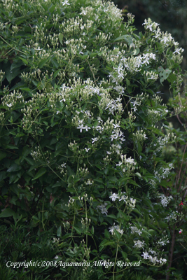 c0045227_83222.jpg
