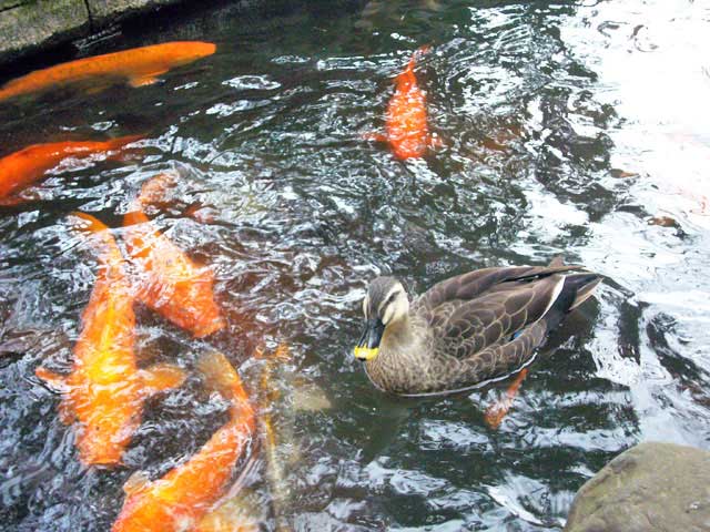 2008年 善福寺公園で花見_a0016730_4563868.jpg