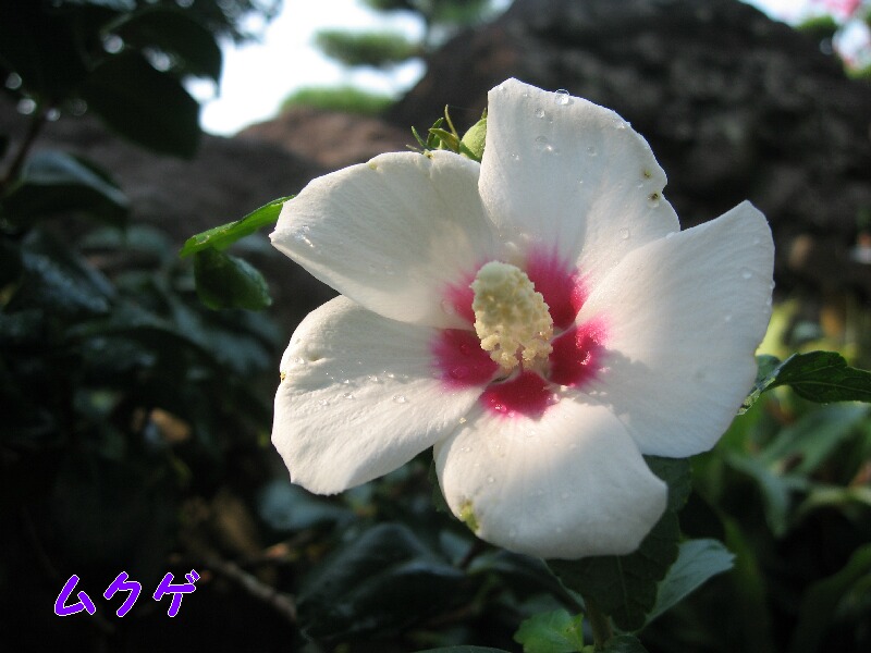 残暑厳しく、夏の花まだ盛り_a0045930_22222754.jpg