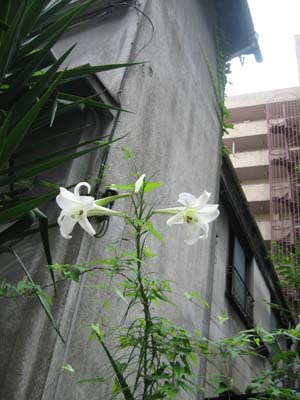e0110940_10362260.jpg