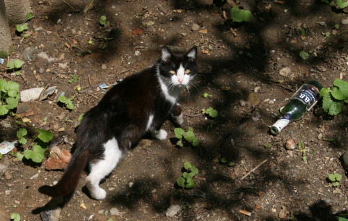 おとぎの街に住む猫たち（Czech）_d0098941_19423991.jpg