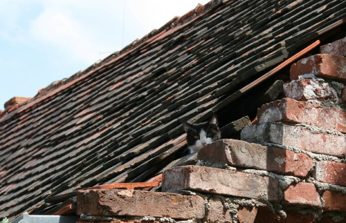 おとぎの街に住む猫たち（Czech）_d0098941_1942927.jpg