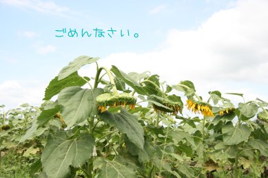 夏の終わり_d0147742_953325.jpg