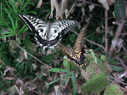 f0031546_16112255.gif