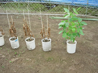 遺伝子組み換え作物農場の見学会_f0159159_20445687.jpg