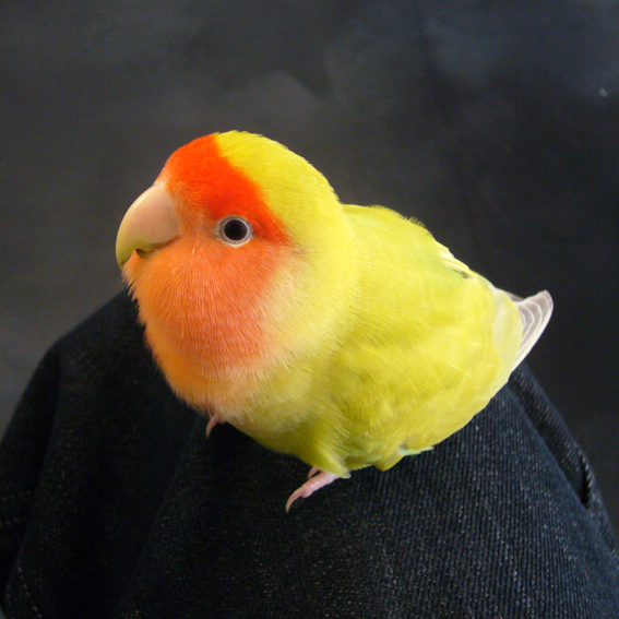 小桜インコ_b0156361_2135749.jpg