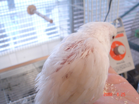 インコ 期 セキセイ 換羽