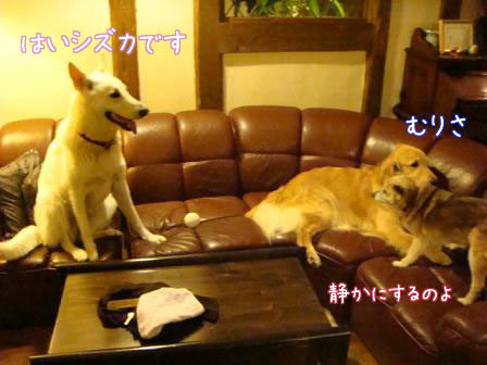 ボール、レスリング、追いかけっこで盛りだくさん_f0064906_17443185.jpg