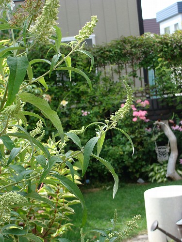 f0170524_1512980.jpg