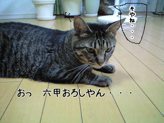 f0116546_23222950.gif