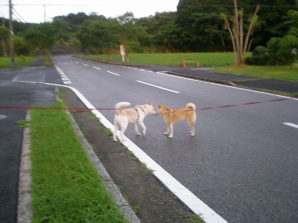 8月26日(火)愛ちゃんと大かんぴょう!_f0060461_16562376.jpg